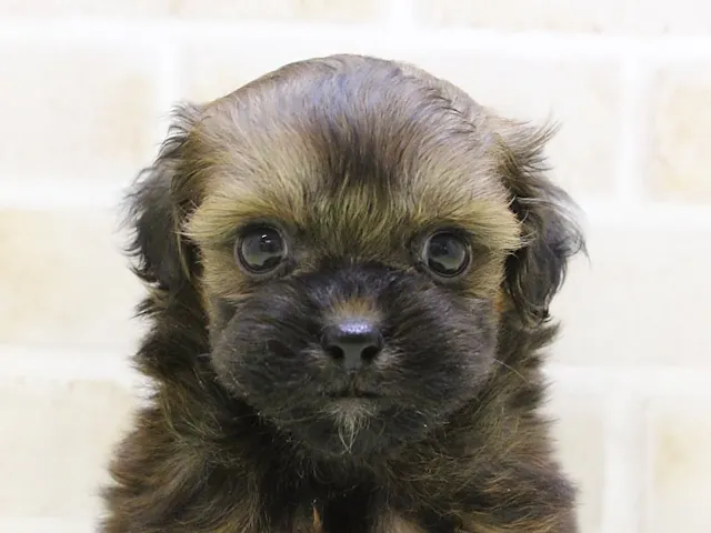 神奈川県のハーフ犬・ミックス犬 (ペッツワン相模原愛川インター店/2025年2月1日生まれ/女の子/レッド)の子犬